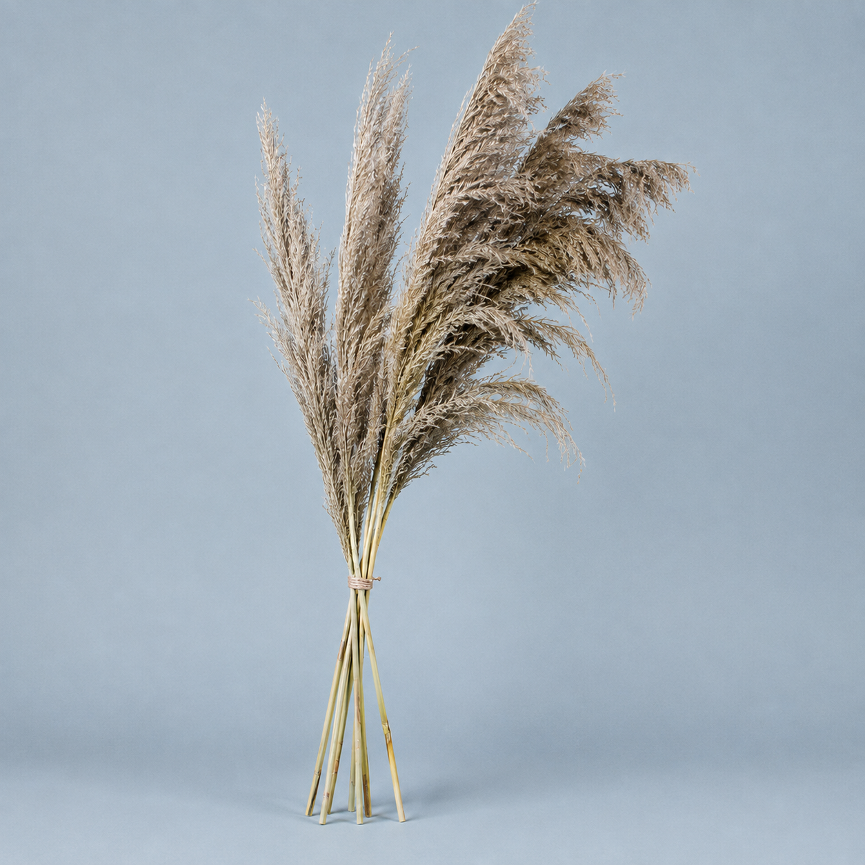 Decorative Feathered Reed Stems - Natural Taupe